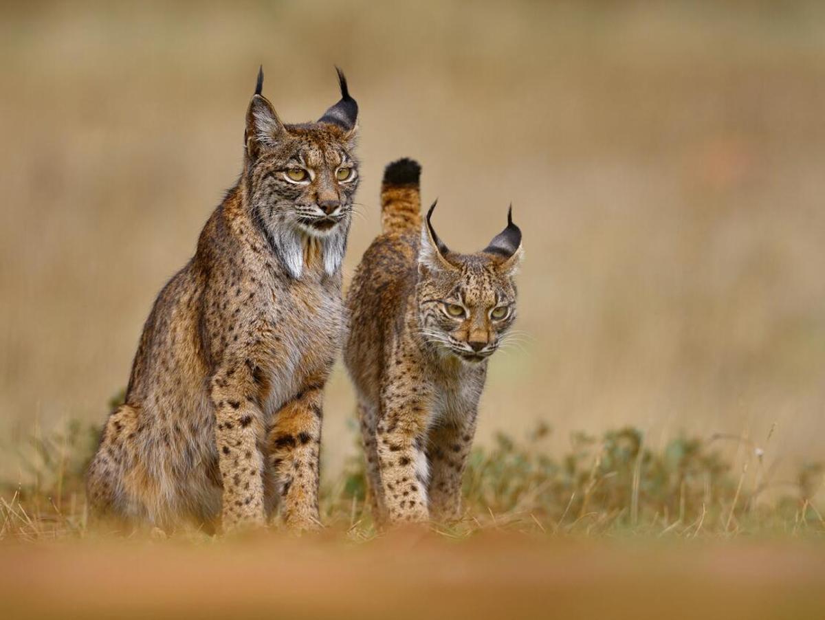 Dos ejemplares de lince ibérico