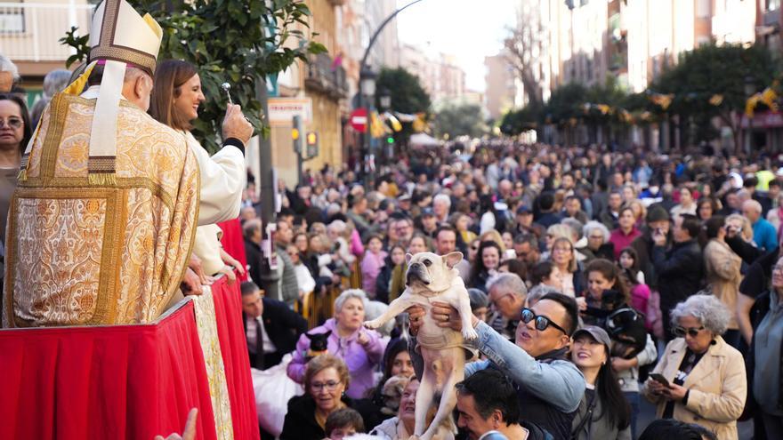 Sant Antoni de València: la mayor concentración de mascotas de España
