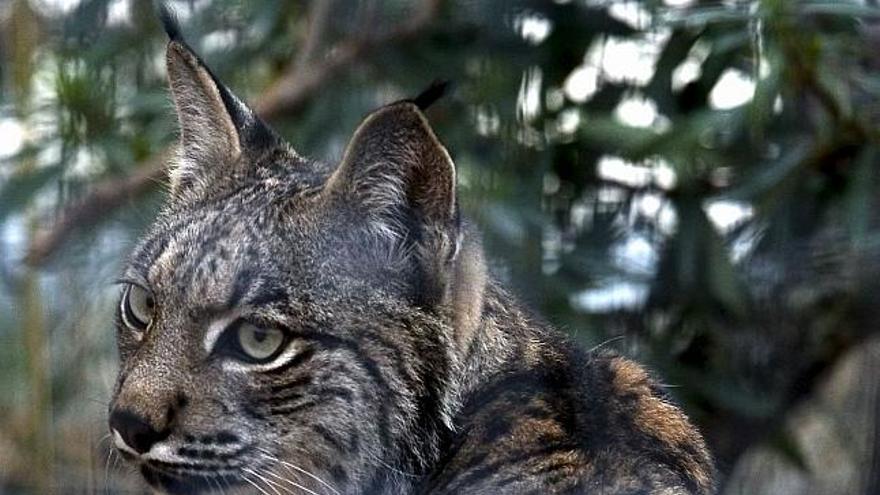 Un lince en cautividad en el centro de cria de La Olivilla (Jaén).