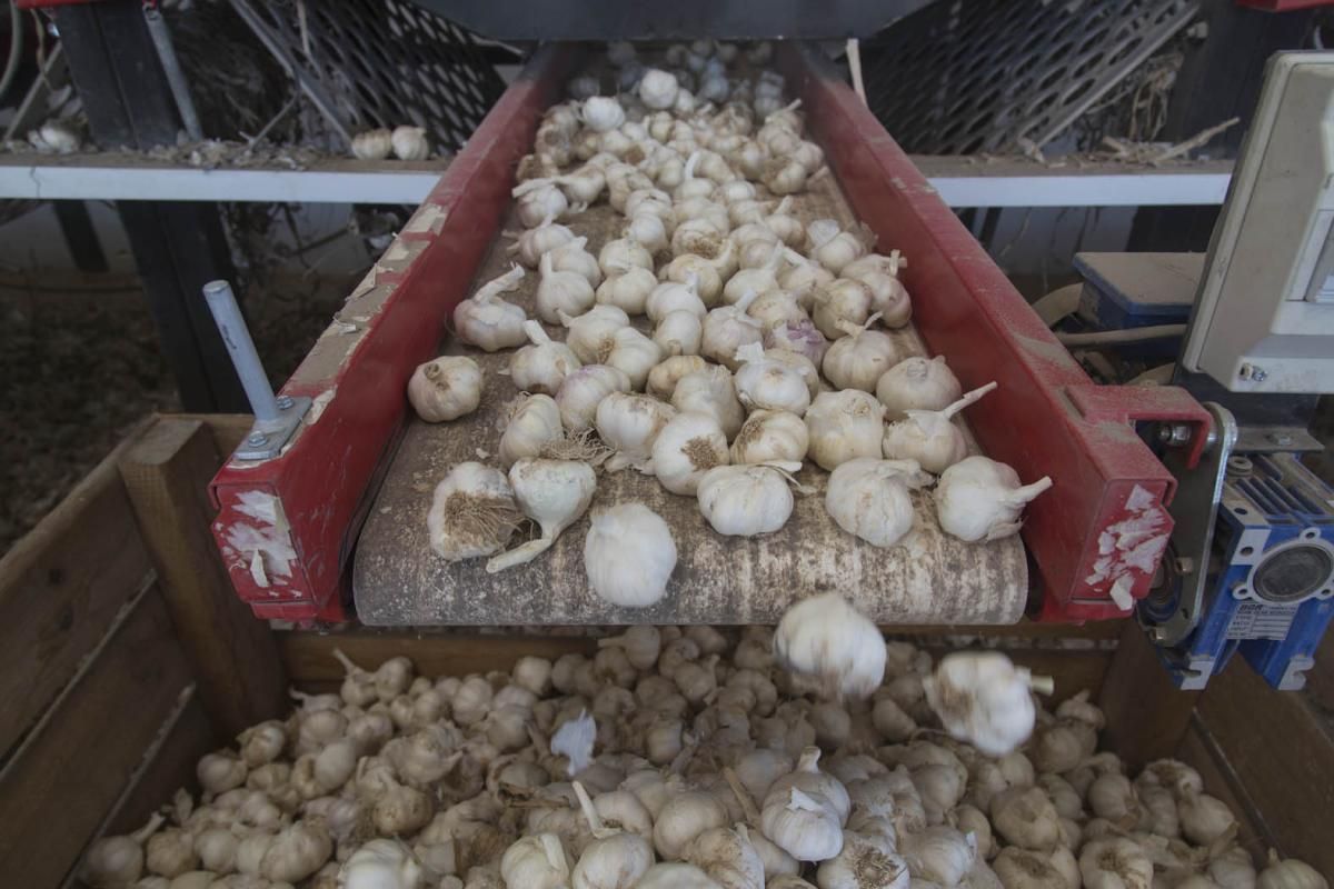 Fotogalería / De la tierra a la mesa; el ajo cordobés