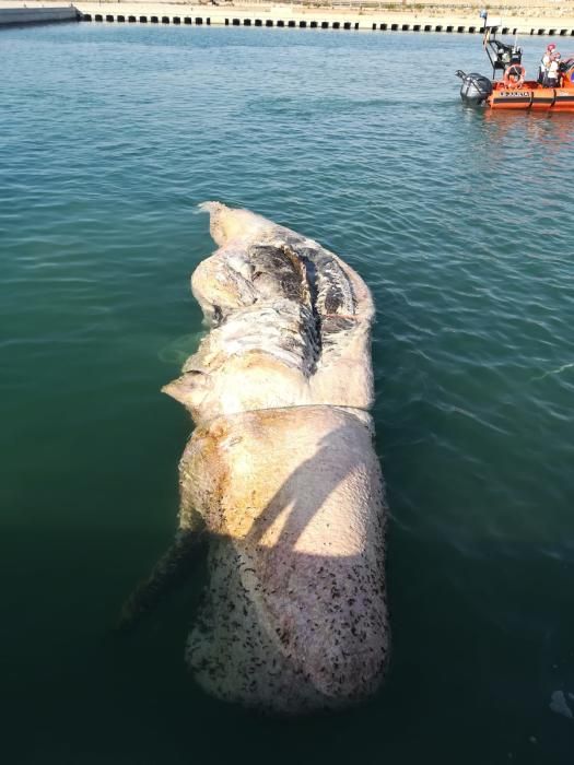 Tareas de retirada y conservación de la cabeza del cachalote encallado en Torrevieja