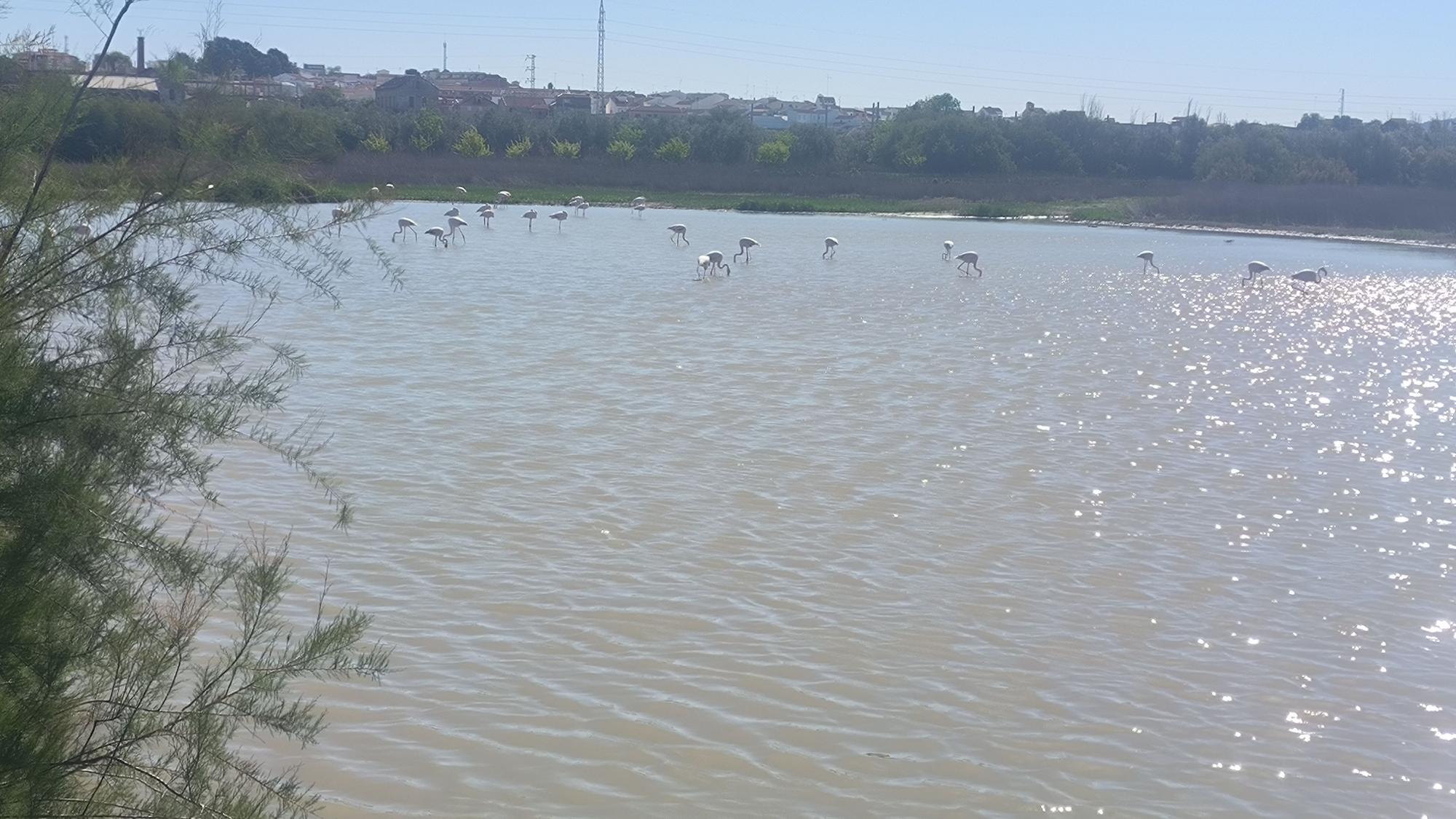 Acto de conmemoración de los 40 años de la Laguna de Fuente de Piedra como Reserva Natural.