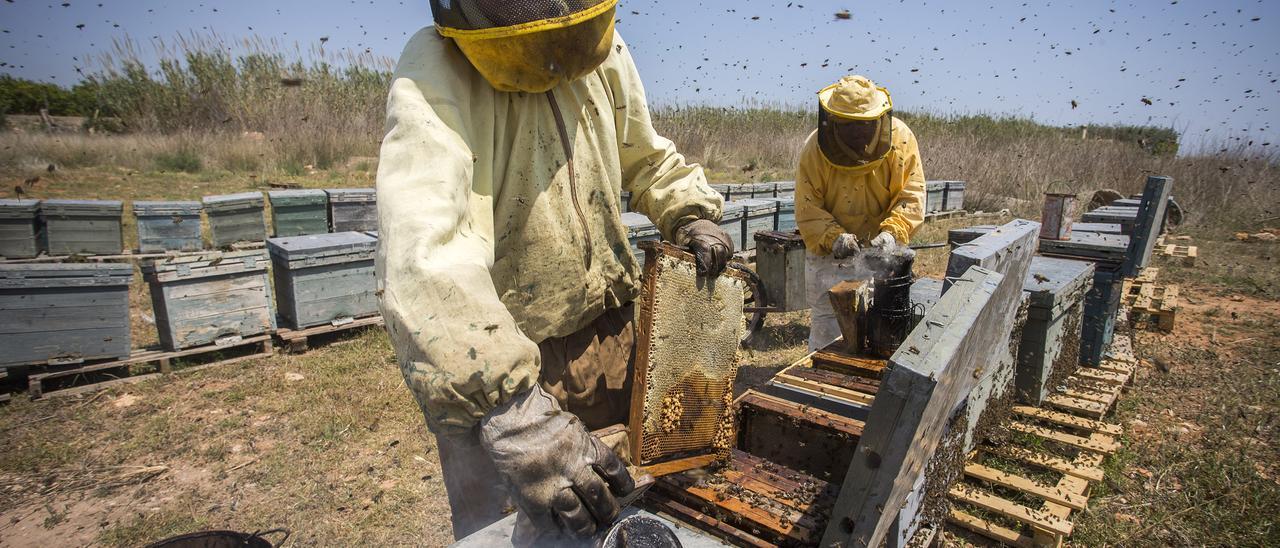 Las colmenas tienen que alejarse al menos cinco kilómetros de los campos citrícolas para evitar la pinyolà