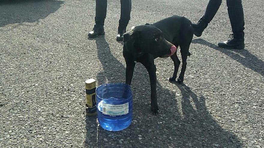 Rescate de un perro de un pozo