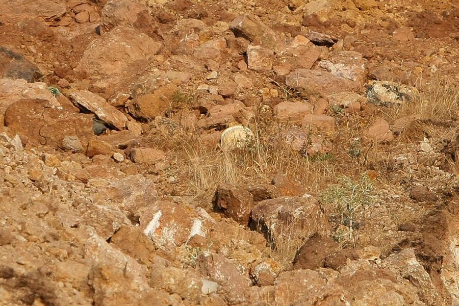 Búsqueda del pastor desaparecido en Valderrey