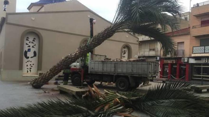 Rafal retira siete palmeras de una plaza tras desplomarse dos infestadas con picudo