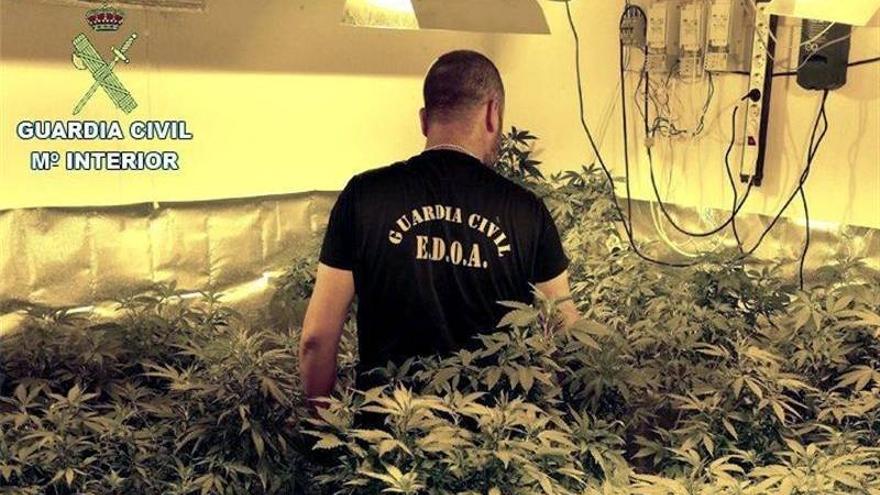 Descubren 1.300 plantas de marihuana en el sótano de un chalé en Rojales
