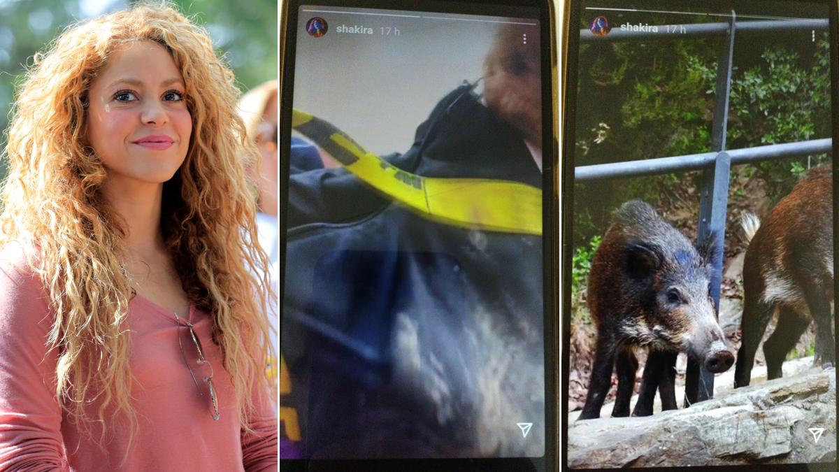 Shakira, atacada per uns senglars: «M’ho han destrossat tot»