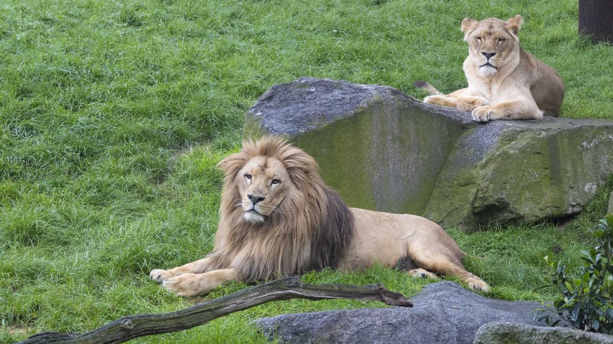 Lubango llegó a Bioparc hace poco más de un año procedente del zoo de Lisboa.