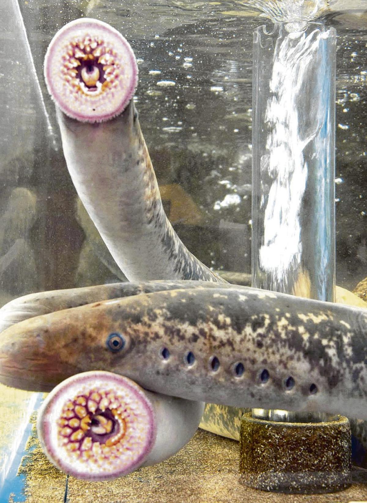 Lamprea del Miño en cautividad.