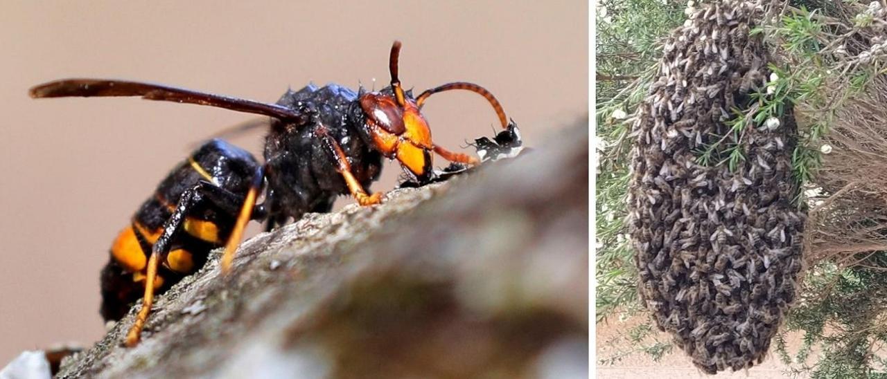 Una avispa velutina cerca de Santiago (izda.). Un panal que apareció en una propiedad de una casa en Vigo (dcha.)