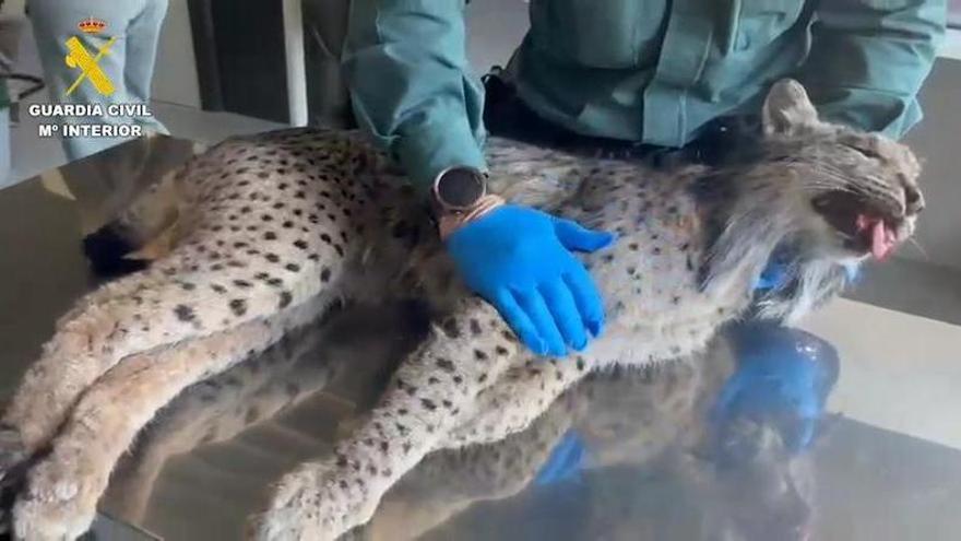 Un lince ibérico de Valencia muere atropellado en San Fernando de Henares