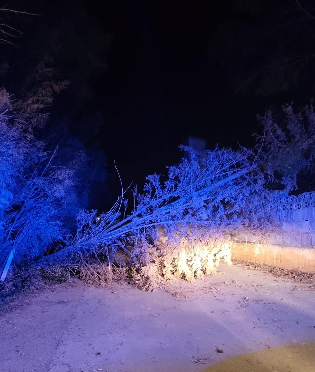 Árbol derribado en un vial de la Fàbrica del Porland, en Dénia