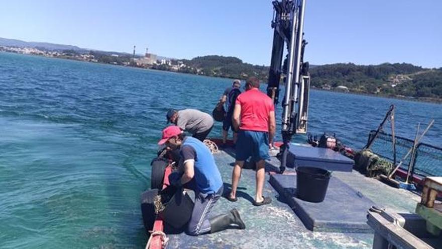 Sementeart: Seis millones de semillas de almeja para regenerar la ría de Pontevedra
