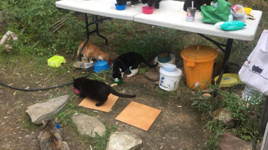 Un grupo de gatos de una de las colonias que controla Libertad Felina.