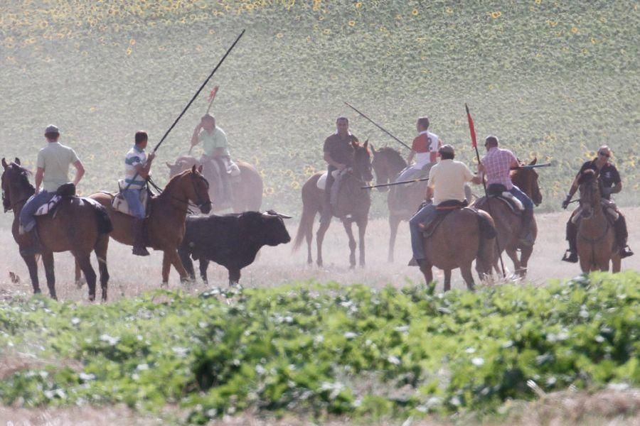 Encierro de campo en Villaescusa