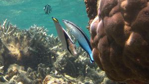 Un pez limipiador (Labroides dimidiatus) se prepara para eliminar los parásitos de un Chaetodon vagabundus en la isla de La Reunión.