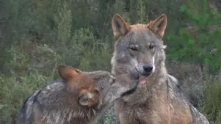 Captada la imagen de una loba junto a otro individuo, un posible macho, en el Alt Empordà