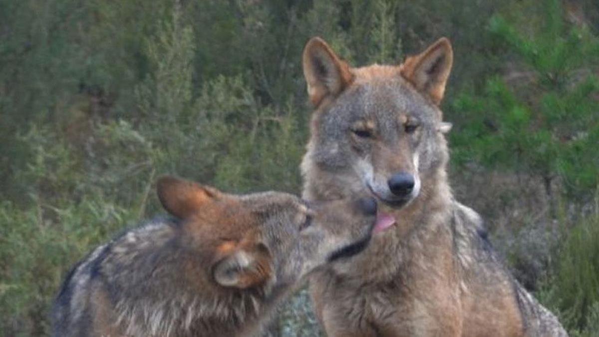 Ejemplares de lobo ibérico en el centro de conservación del lobo de la Fundación Patrimonio Natural y Biodiversidad de la Junta de Castilla y León.