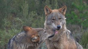 Ejemplares de lobo ibérico en el centro de conservación del lobo de la Fundación Patrimonio Natural y Biodiversidad de la Junta de Castilla y León.