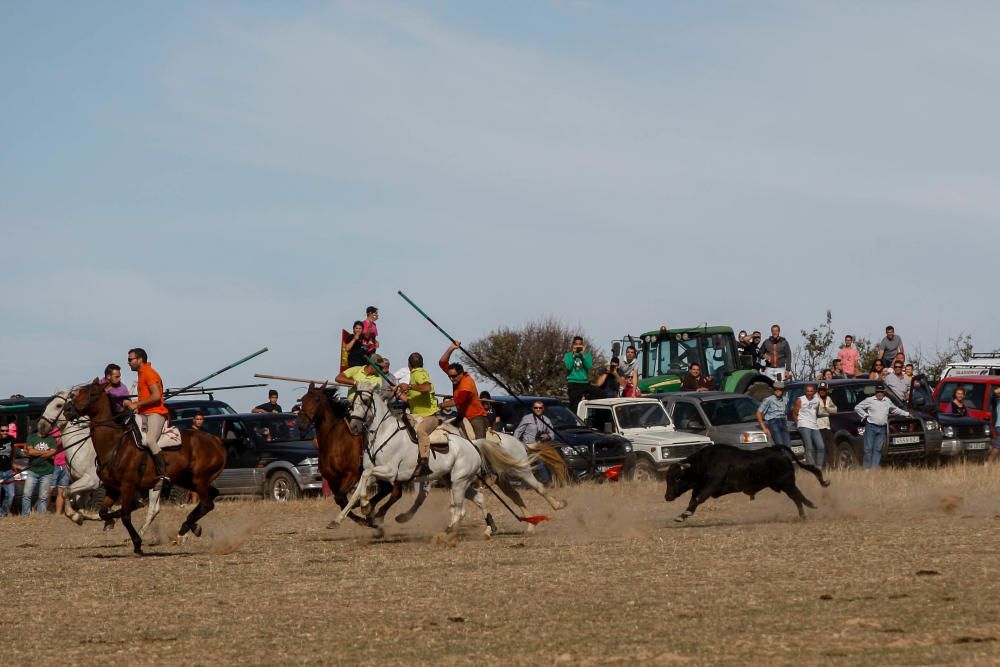 Encierro campero Pereruela