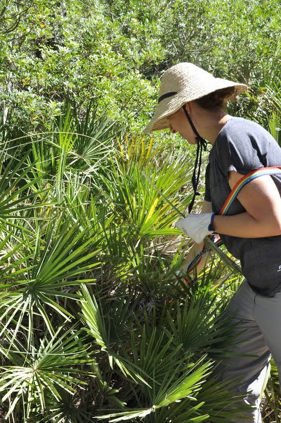 Capdepera recolecta 100 kilos de palmito para las 'Madones de la llata'