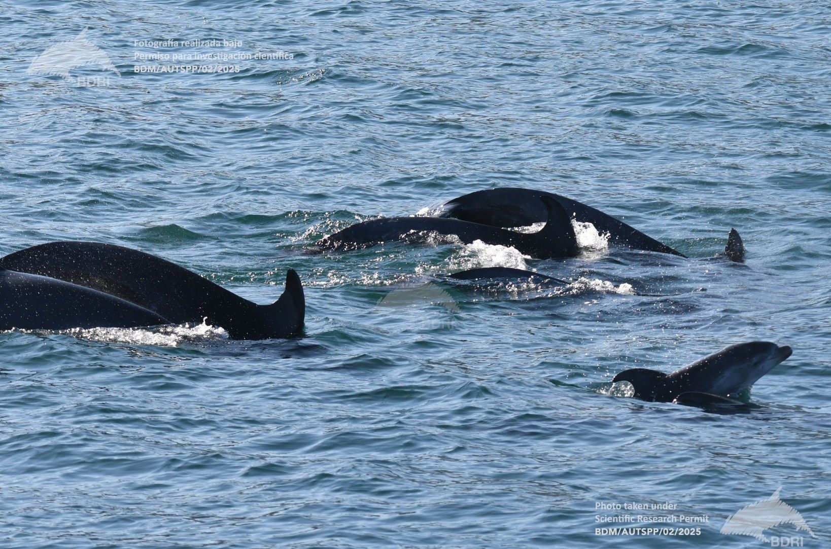 Biólogos, doctores y estudiantes del BDRI hacen un estrecho seguimiento de los mamíferos marinos en las rías de Vigo, Pontevedra y Arousa.