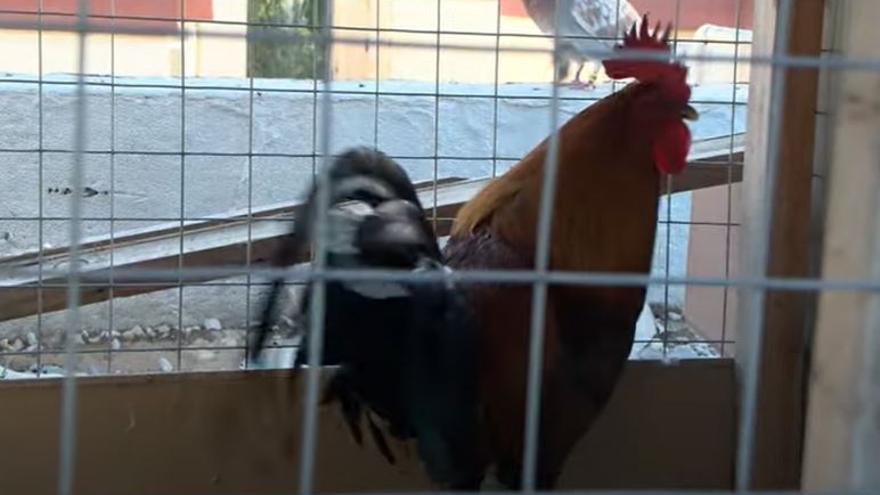 Investigan por maltrato animal a un vecino de La Corta que subía peleas de gallos a Instagram