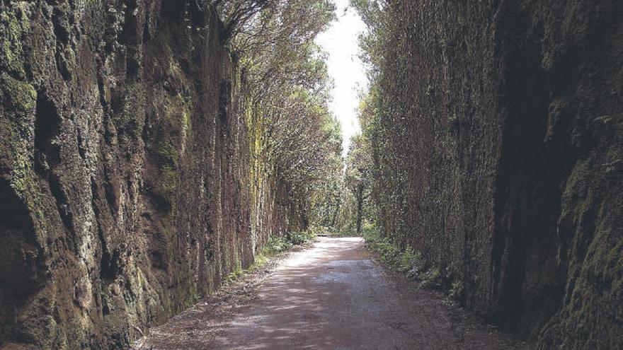 El Cabildo analizará la capacidad de carga y de vehículos del parque rural de Anaga