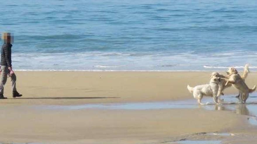Prohiben el paso de perros tras localizar en A Lanzada el primer nido de  chorlitejo - Faro de Vigo