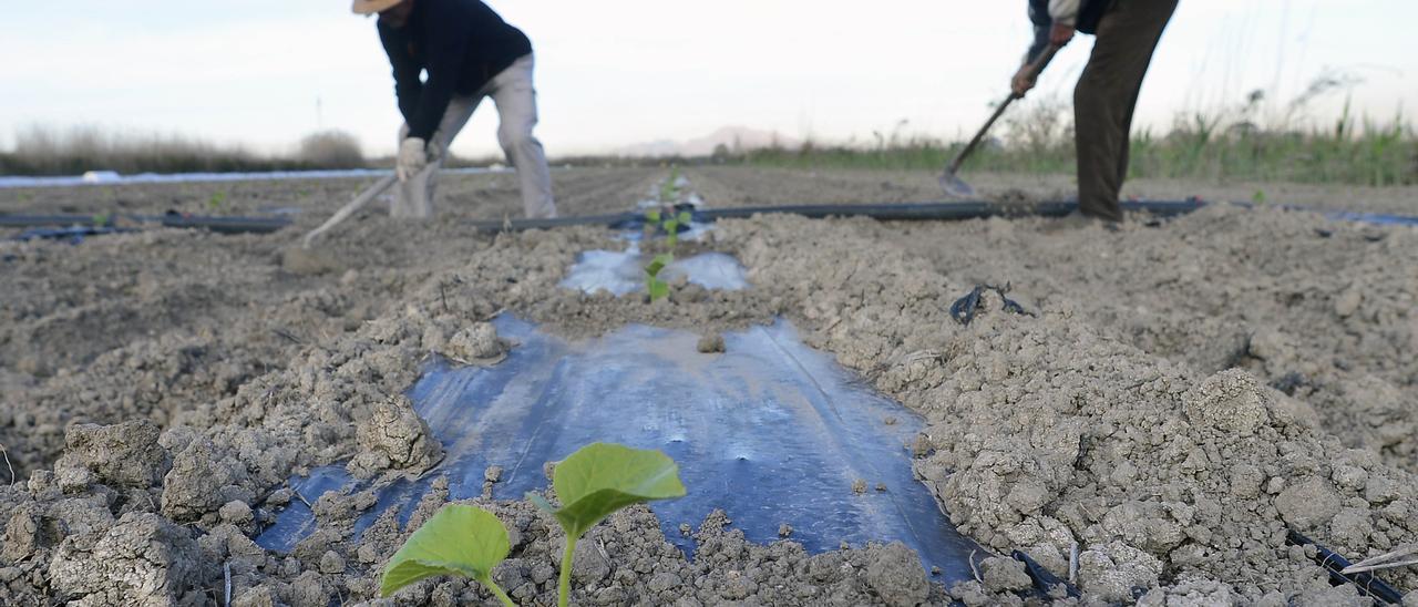 Agricultores en un campo de hortalizas de la provincia de València.