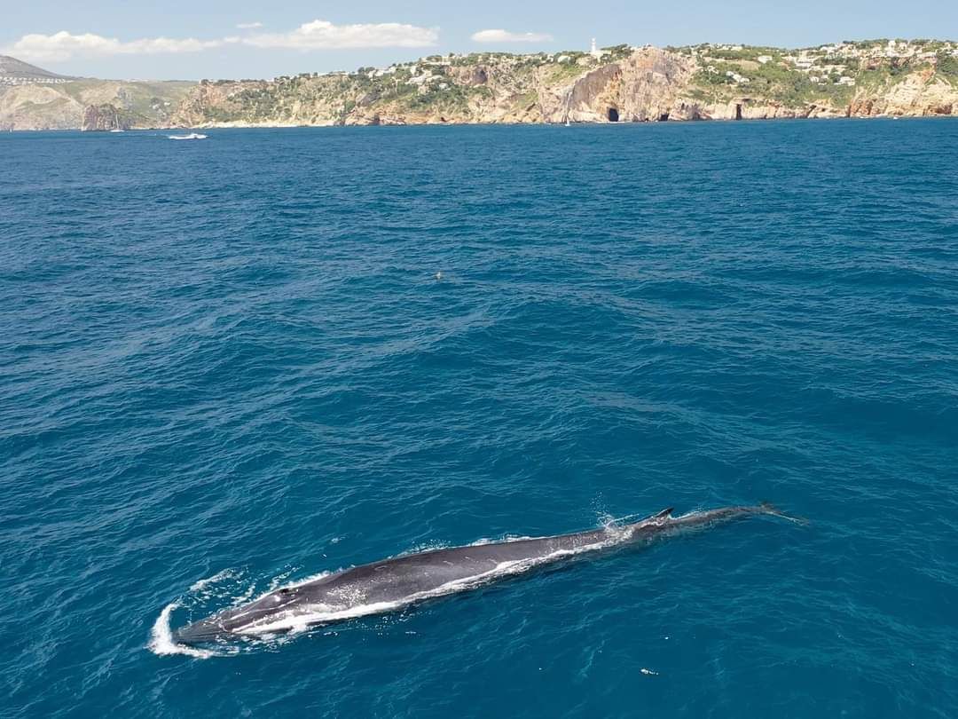 El turismo de lancha acosa a las ballenas en Xàbia