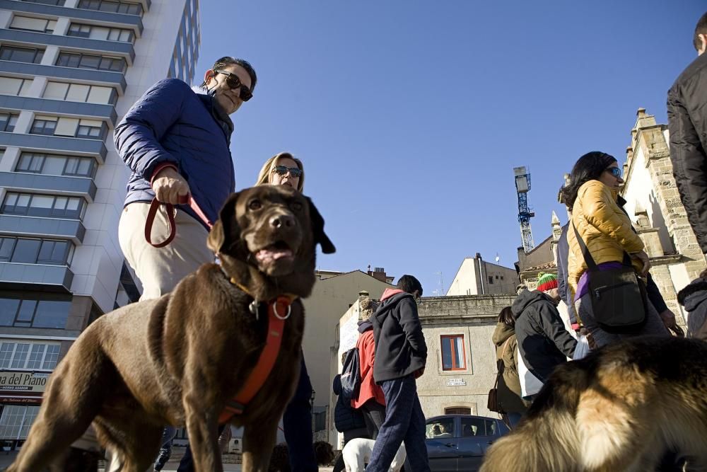 San Silvestre canina en Gijón