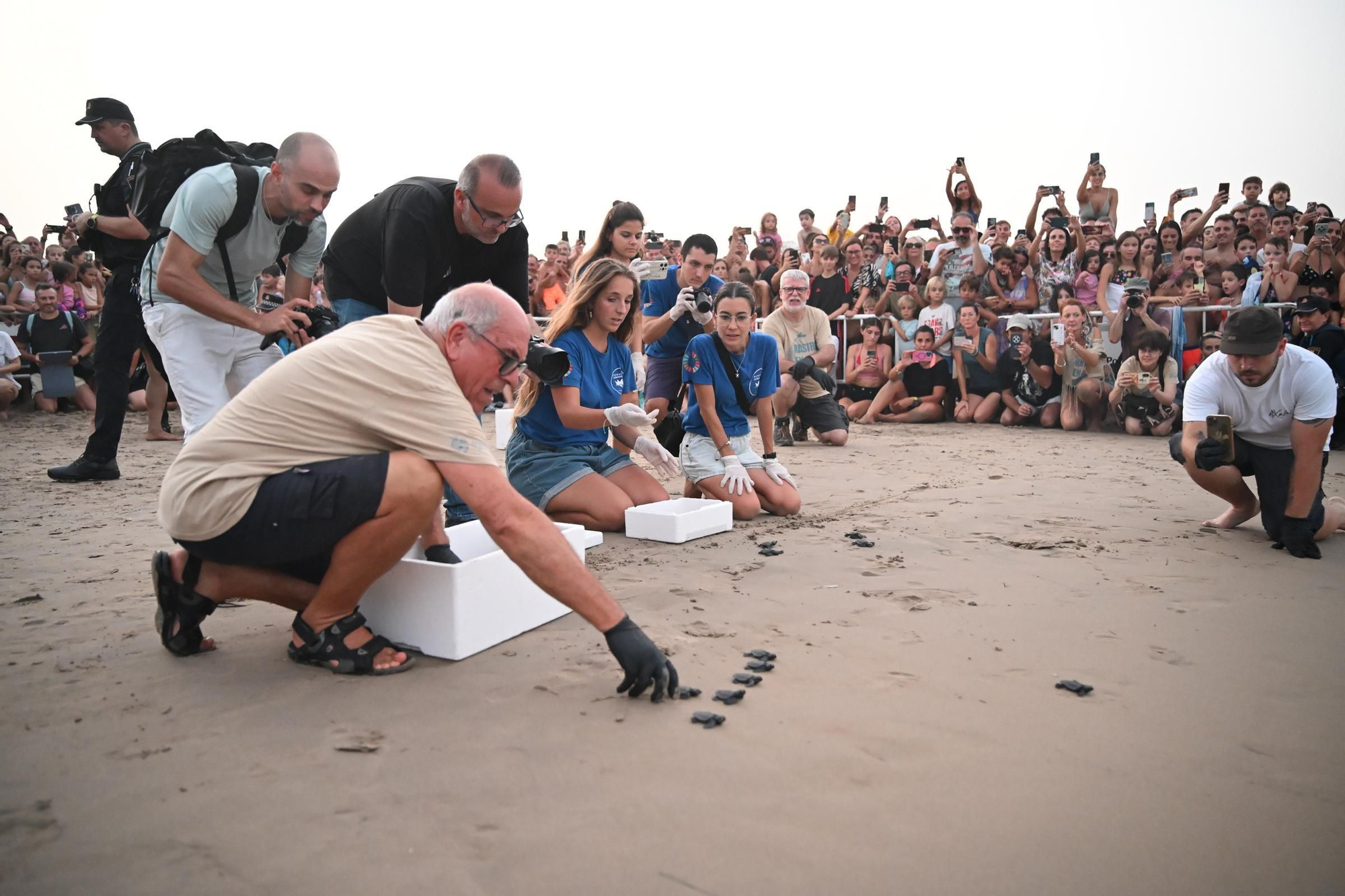 Gran expectación en Arenales del Sol por la suelta de 57 tortugas bobas recién nacidas