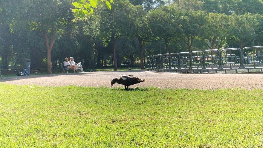 Un oasis verde en el corazón de Sevilla: así es el parque con praderas, lagos y juegos