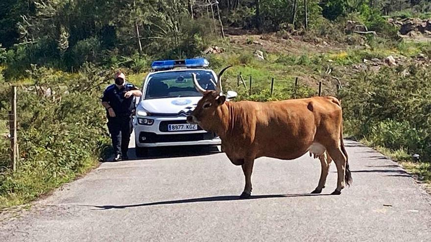 Una de las vacas que obligaron a intervenir a la Policía Local. |  // FDV
