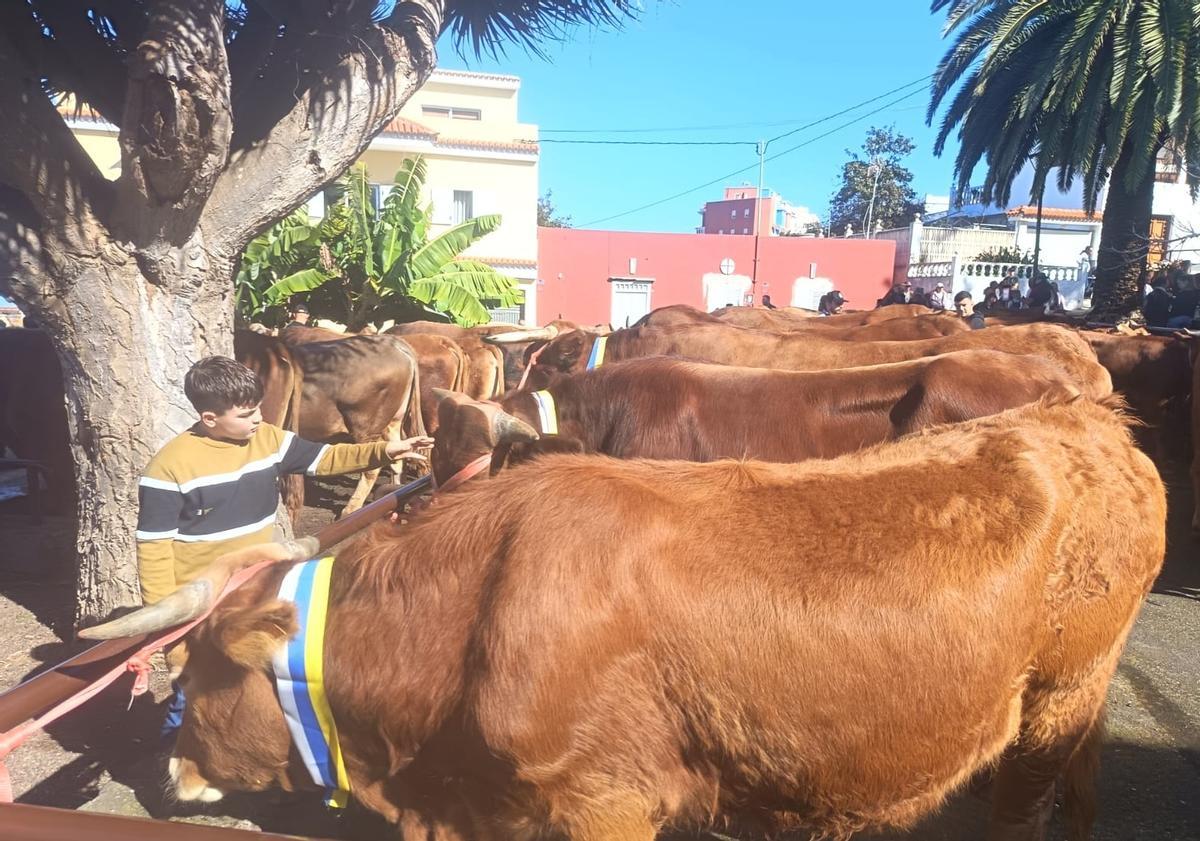 Feria del Ganado en La Matanza en el día grande de San Antonio Abad