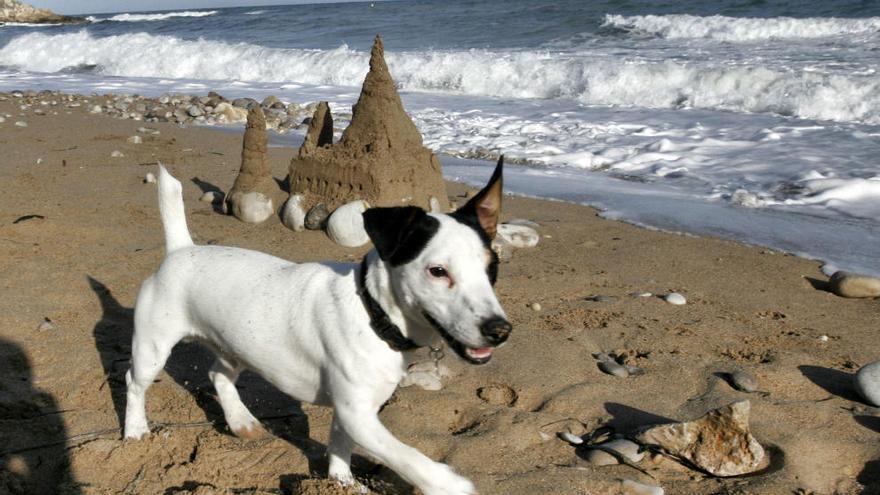 Orihuela Costa, ¿próxima playa para perros?