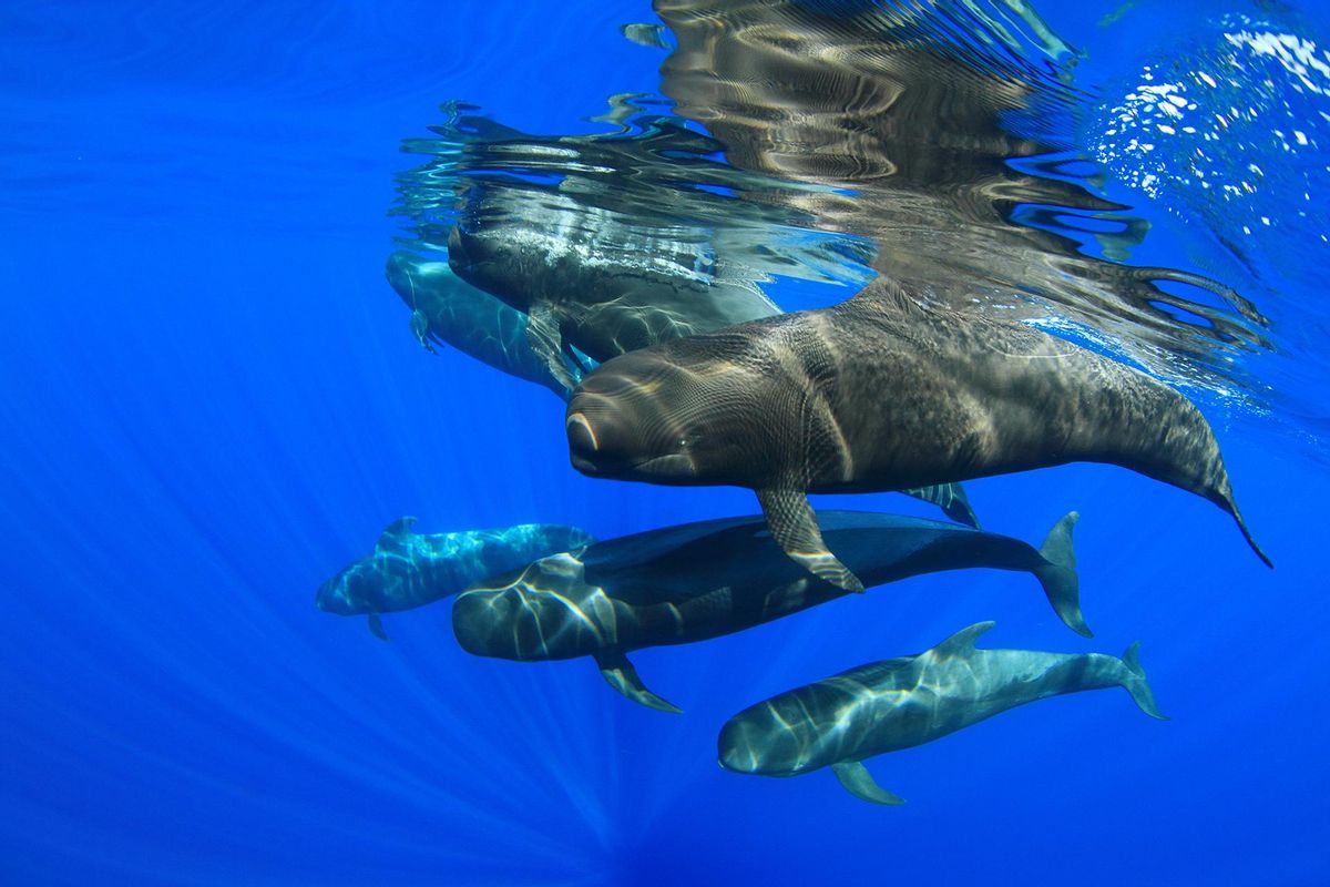 Pilot whales in Teno-Rasca, captured by the lens of Montse Grillo, one of the authors of the book.