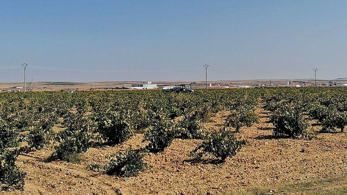 Un viticultor accede con su tractor a una parcela de viñedo de la Denominación de Origen Toro. | M. J. C.