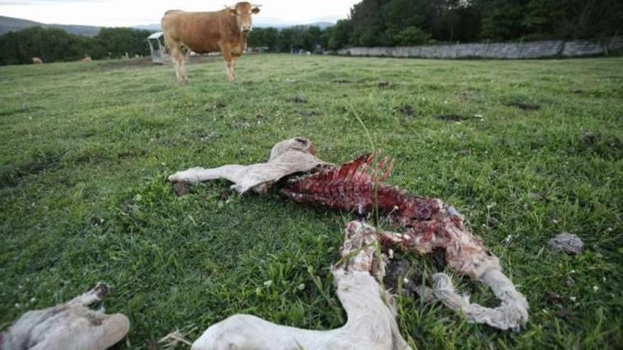 Los lobos devoraron, el pasado mes de junio, un ternero en una ganadería de Trabancas.  // Bernabé/Gutier