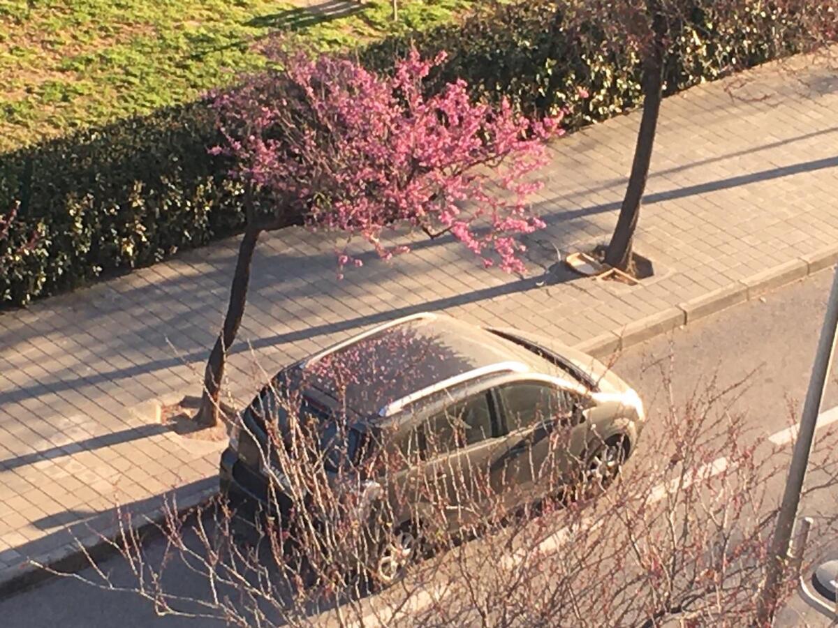 Un coche estacionado bajo una jacaranda en Alicante