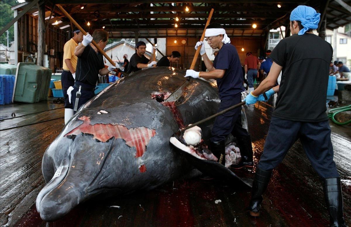 zentauroepp46359523 file photo  workers butcher a baird s beaked whale at wada p181226100724