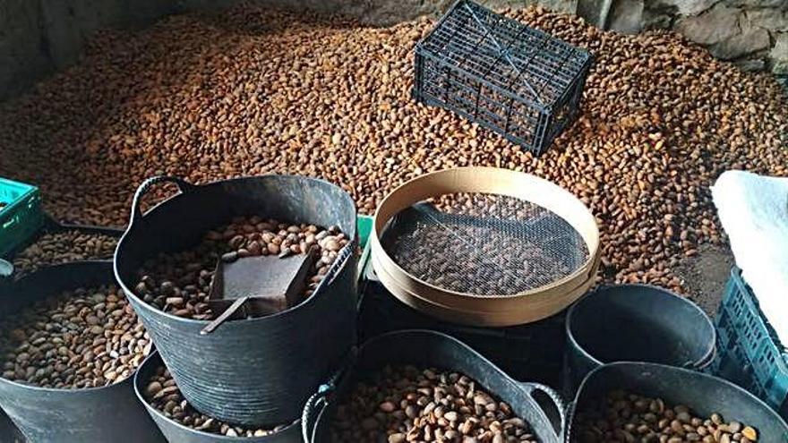 Almendras almacenadas en una nave de Fermoselle tras su limpieza.