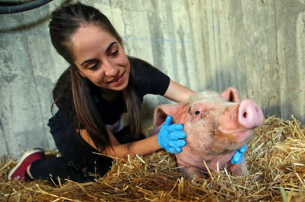 "Gastón", el cerdo adoptado de Gondomar