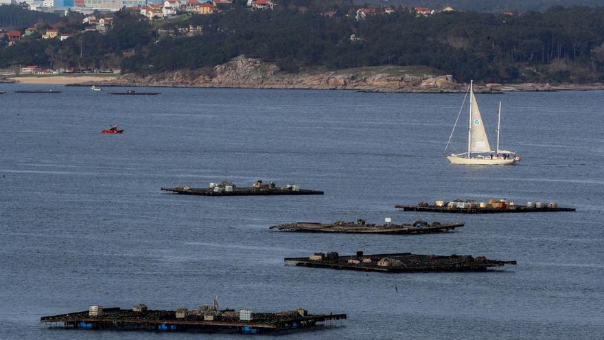 “La Peregrina” navegando entre las bateas de la ría de Arousa en el inicio del Reto Astrolabio.