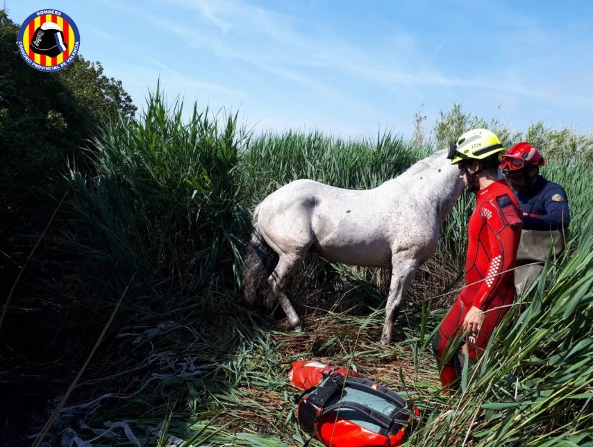 Rescatan a un caballo atrapado en la marjal de l'Almardà