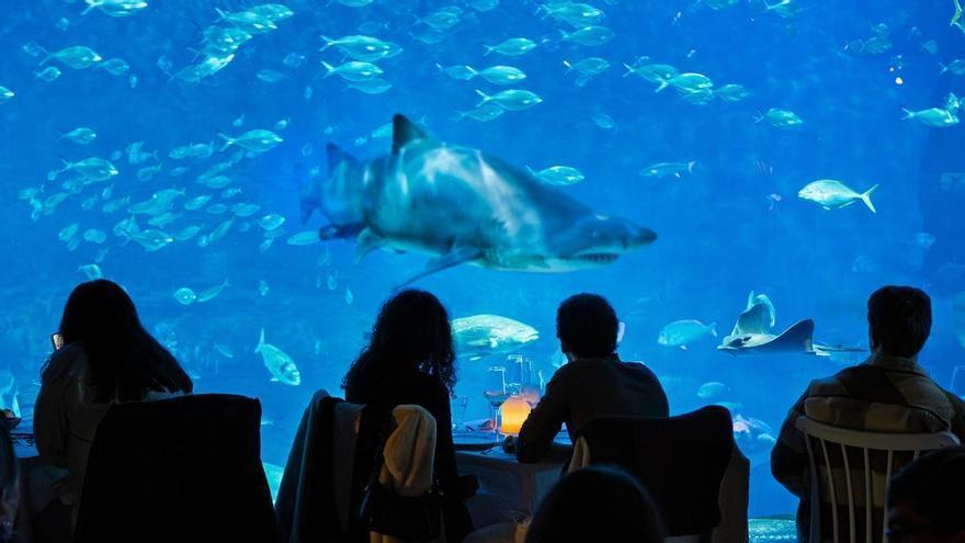El Acuario de Sevilla celebra San Valentín con experiencias únicas bajo el mar