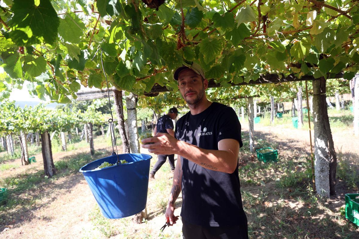 La vendimia en Bodegas Laureatus, en San Martiño de Meis.