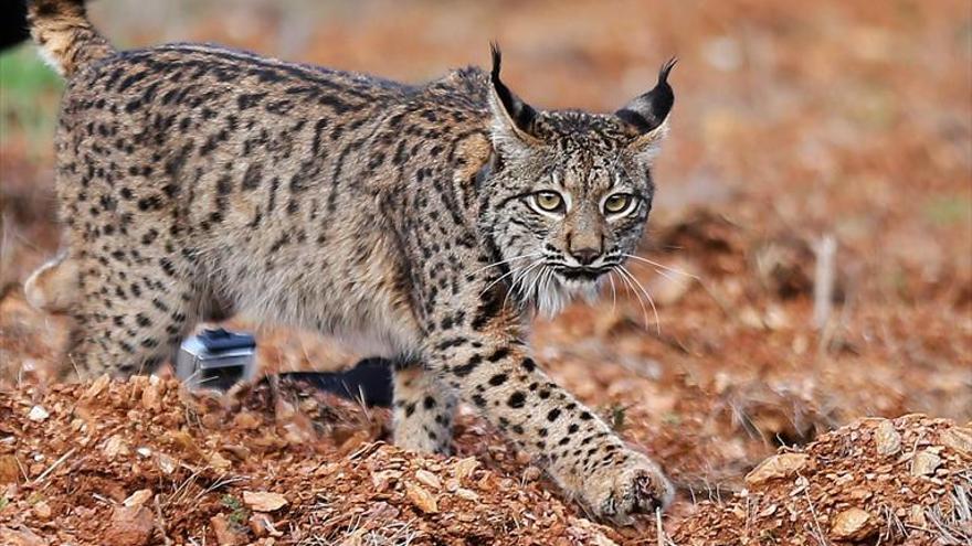 La Unión Europea frena durante un año el plan de conservación del lince